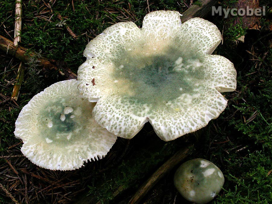  Image name: Russula_virescens3.jpg 
 width: 900 pixel 
 height: 675 pixel 
 Size: 185293 bytes 
 Click to enlarge 